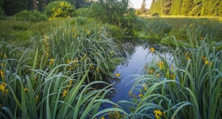 【恐怖】日本にも存在する「底なし沼」近寄るべからず！！！