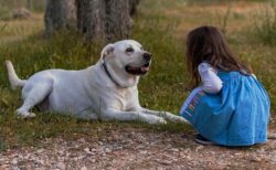 【そわそわそわそわ】「待て！」が待ちきれなくて足踏みしちゃう犬ｗ