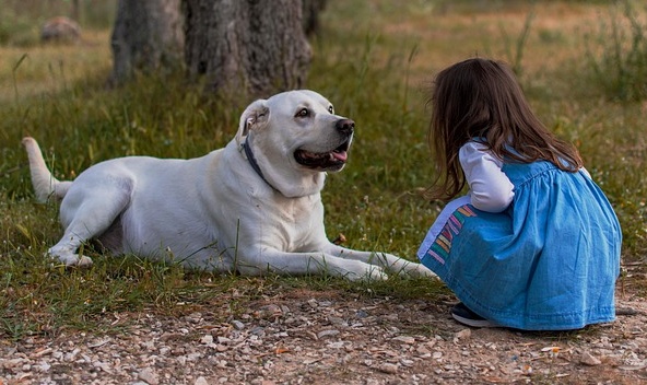 【そわそわそわそわ】「待て！」が待ちきれなくて足踏みしちゃう犬ｗ