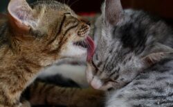 【！？】仲良しすぎてじゃれ合う猫達、ちゅーるも無視！！