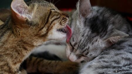 【！？】仲良しすぎてじゃれ合う猫達、ちゅーるも無視！！