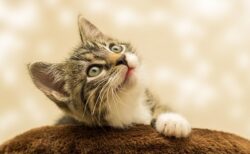 【笑】鼻のまわりをくすぐられるのが大好きな猫！カワイイｗｗｗｗ