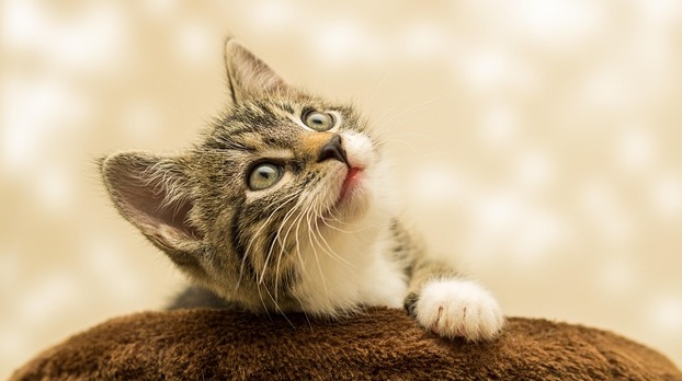 【笑】鼻のまわりをくすぐられるのが大好きな猫！カワイイｗｗｗｗ