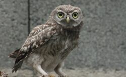 【笑】空気清浄機の風で遊ぶフクロウが可愛い！