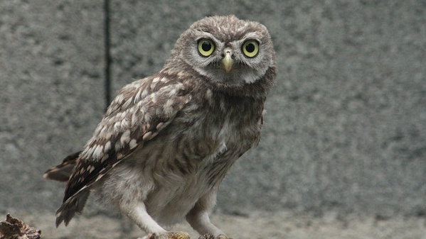 【笑】空気清浄機の風で遊ぶフクロウが可愛い！