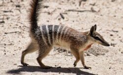 【笑】動物園を駆け回るアリクイ、飼育員に甘える前にとりあえず威嚇ポーズ