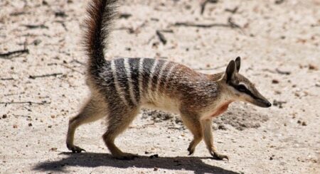 【笑】動物園を駆け回るアリクイ、飼育員に甘える前にとりあえず威嚇ポーズ