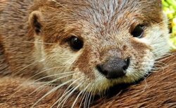 【カワウソ】ウソにウソを重ねてみました！（可愛い