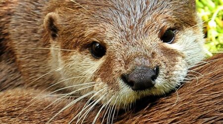 【カワウソ】ウソにウソを重ねてみました！（可愛い