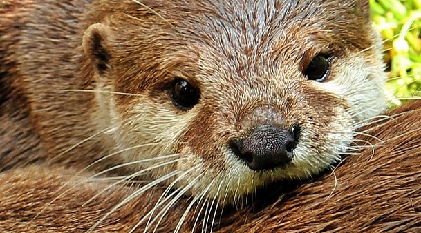 【カワウソ】ウソにウソを重ねてみました！（可愛い