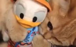 【笑】お気に入りのぬいぐるみを大事にする猫「誰にも触らせない!!!」