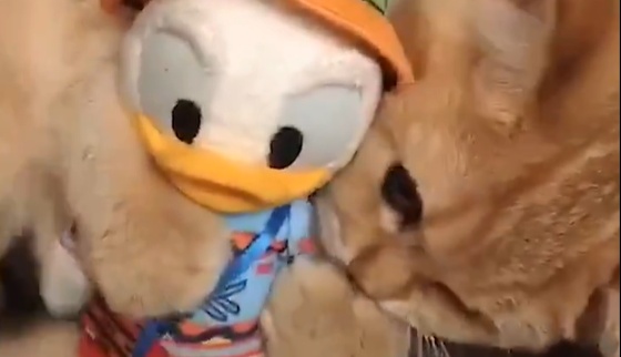 【笑】お気に入りのぬいぐるみを大事にする猫「誰にも触らせない!!!」