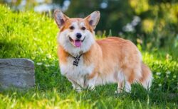 水撒きが大好きなコーギー君、テンションあがりすぎるｗｗｗｗ