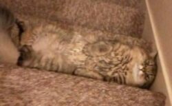 【え！】階段と完全に同化してるうちのネコ見て！何してるの？！