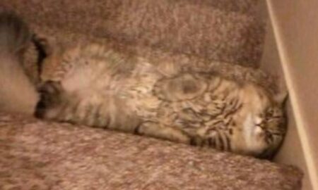 【え！】階段と完全に同化してるうちのネコ見て！何してるの？！