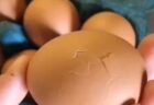【笑】たまごの中からカサコソ‥予想外すぎるものが出てきてびっくり！！！