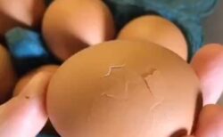 【笑】たまごの中からカサコソ‥予想外すぎるものが出てきてびっくり！！！