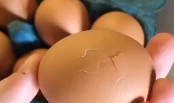 【笑】たまごの中からカサコソ‥予想外すぎるものが出てきてびっくり！！！