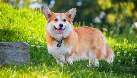 水撒きが大好きなコーギー君、テンションあがりすぎるｗｗｗｗ