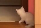 【笑】飼い主を驚かそうと隠れて待ち伏せする子猫　こんな待ち伏せされてみたい？！