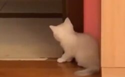 【笑】飼い主を驚かそうと隠れて待ち伏せする子猫　こんな待ち伏せされてみたい？！