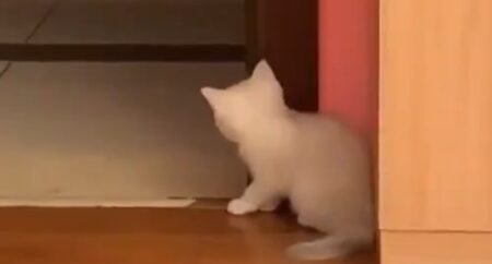 【笑】飼い主を驚かそうと隠れて待ち伏せする子猫　こんな待ち伏せされてみたい？！