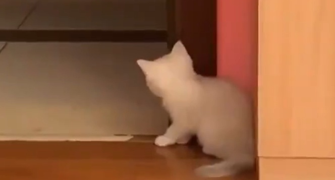 【笑】飼い主を驚かそうと隠れて待ち伏せする子猫　こんな待ち伏せされてみたい？！