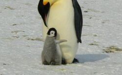 【ｻｸｻｸｻｸｻｸ】ペンギンの赤ちゃんが雪の上を歩く音！音だけでも可愛いとはｗｗｗｗ