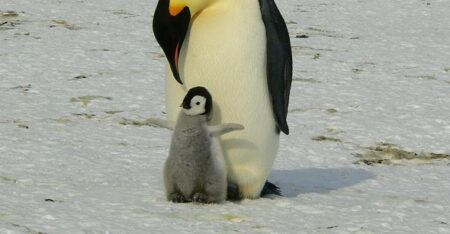 【ｻｸｻｸｻｸｻｸ】ペンギンの赤ちゃんが雪の上を歩く音！音だけでも可愛いとはｗｗｗｗ