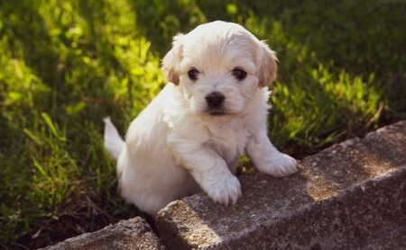 【笑】どうしても段差を超えられない子犬、可愛すぎる！