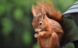 【笑】マカダミアナッツが全然噛めないリスが可愛すぎる！