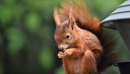 【笑】マカダミアナッツが全然噛めないリスが可愛すぎる！