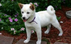 【ぬいぐるみ】新しいお友達ができた柴犬くん　幸せそう！