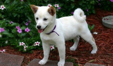 【ぬいぐるみ】新しいお友達ができた柴犬くん　幸せそう！