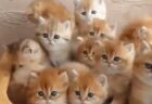 【え】可愛い子猫が密集すると可愛いすぎる状態にｗｗｗｗ