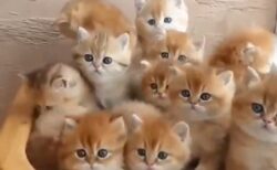 【え】可愛い子猫が密集すると可愛いすぎる状態にｗｗｗｗ