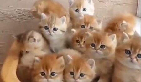 【え】可愛い子猫が密集すると可愛いすぎる状態にｗｗｗｗ