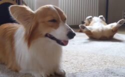 【笑】寝落ちを耐えてるコーギーと、その後ろで爆睡中のコーギー