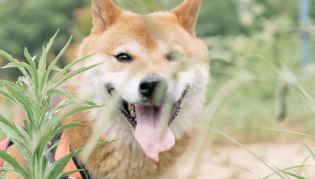 散歩が大好きな柴犬くん、ちらちら飼い主を見上げるのが可愛すぎるｗｗｗｗ