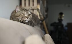 説教中の牧師さん、服の中に猫が侵入ｗｗｗｗ