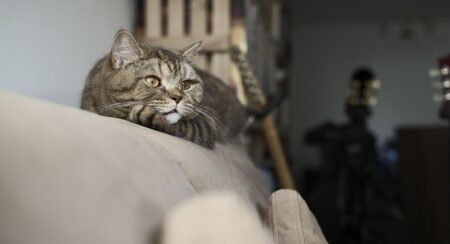 説教中の牧師さん、服の中に猫が侵入ｗｗｗｗ