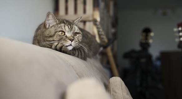 説教中の牧師さん、服の中に猫が侵入wwww