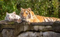 【大きな猫】池に浸かりながらばっちりカメラ目線のホワイトタイガー　可愛さしかない！