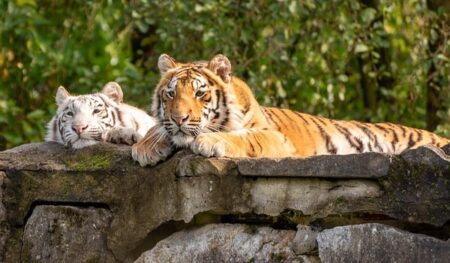 【大きな猫】池に浸かりながらばっちりカメラ目線のホワイトタイガー　可愛さしかない！