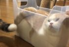 【えｗ】プラケースにピッタリ入る猫ちゃん　快適そうには見えないが・・・
