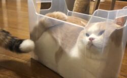 【えｗ】プラケースにピッタリ入る猫ちゃん　快適そうには見えないが・・・