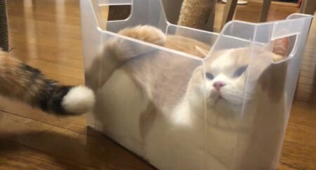【えｗ】プラケースにピッタリ入る猫ちゃん　快適そうには見えないが・・・
