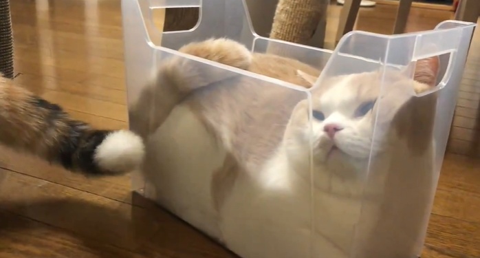 【えｗ】プラケースにピッタリ入る猫ちゃん　快適そうには見えないが・・・