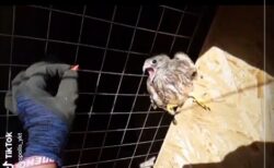 【いやぁぁぁぁ！】鳥にごはんをあげようとしたら・・・すごい反応に爆笑！