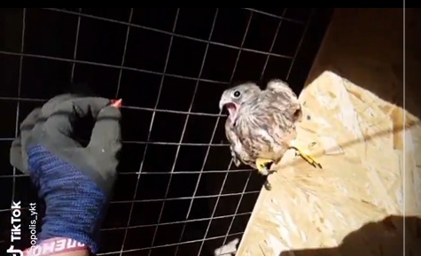 【いやぁぁぁぁ！】鳥にごはんをあげようとしたら・・・すごい反応に爆笑！